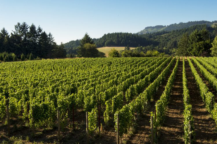 More to Try and Love in Oregon's Willamette Valley Than Pinot Noir